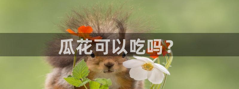 吃瓜是什么意思?：瓜花可以吃吗？